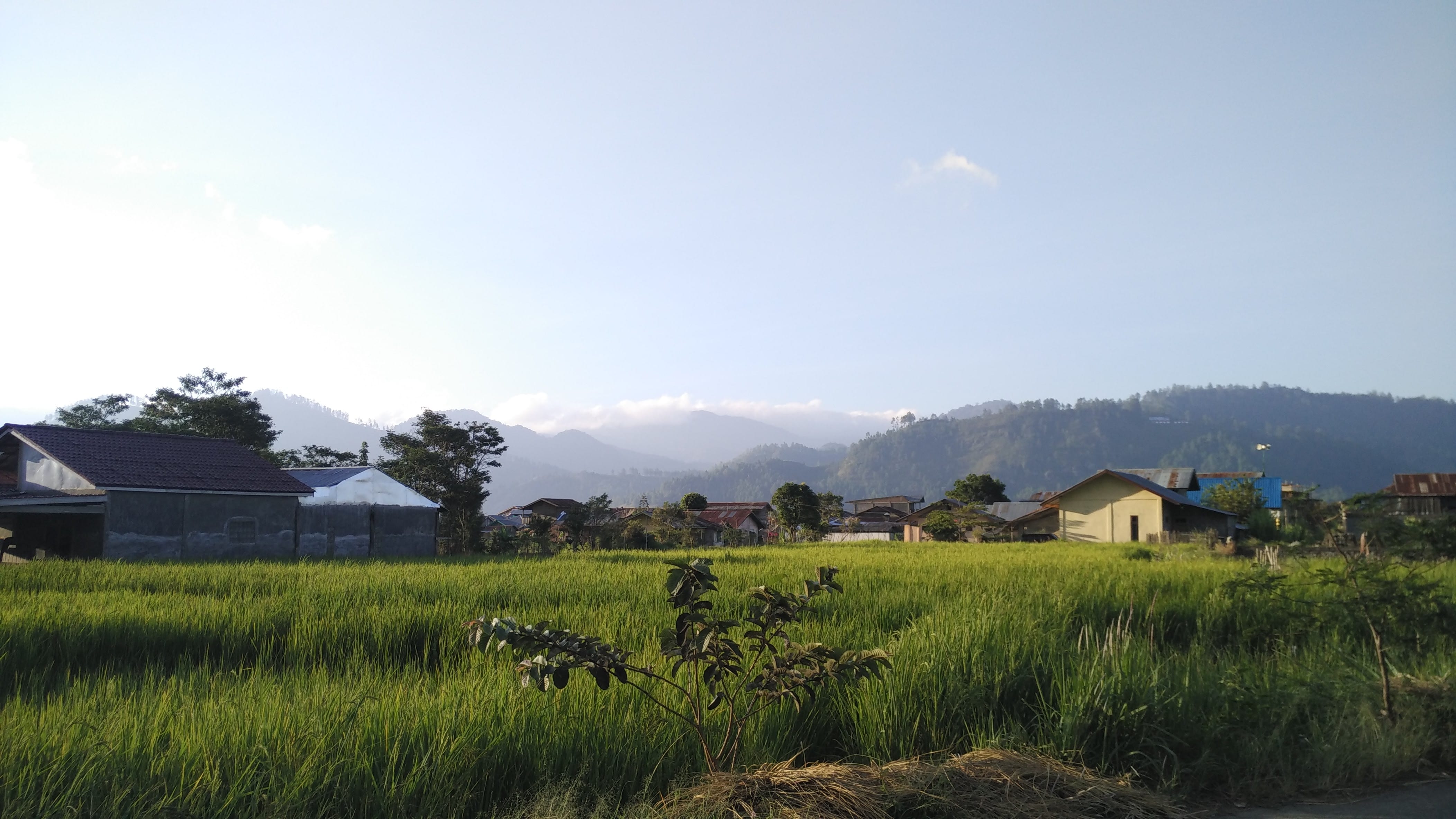 backyard rice field with open space and mountains in the background