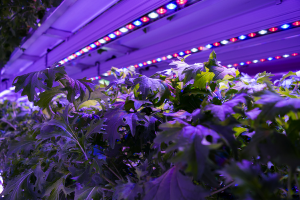 Figure 1: Lettuce and herbs being grown under strings of LED lights Source: Vertical Harvest Hydroponics
