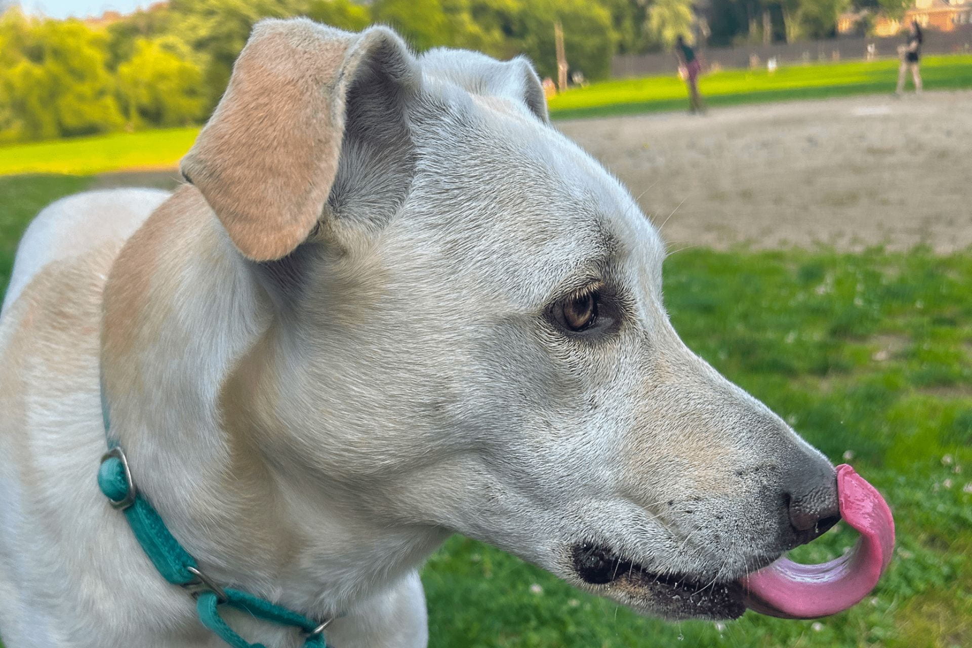 A close up of a white dog. She is looking contempletatively into the distance. She is licking her nose after drinking water.