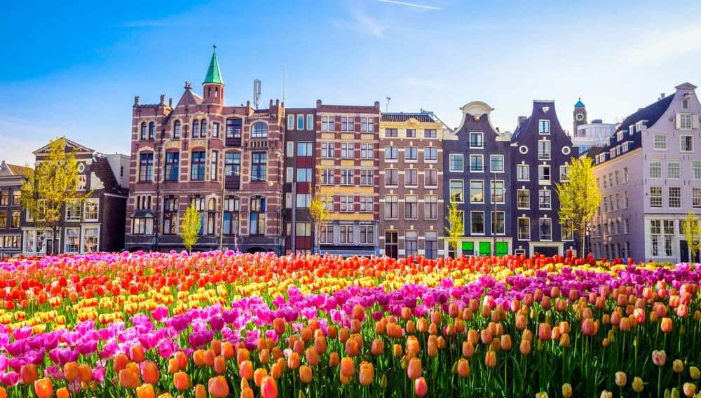 Amsterdam poppies