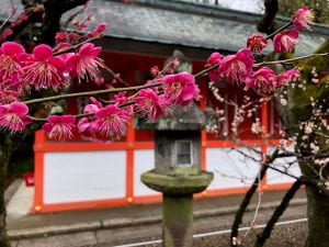 Plum Blossoms in Japan