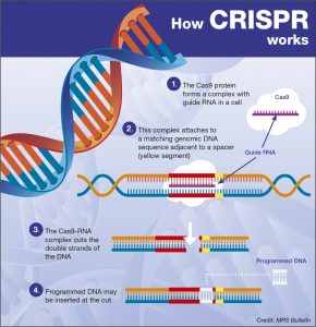 Graphic: How CRISPR Works