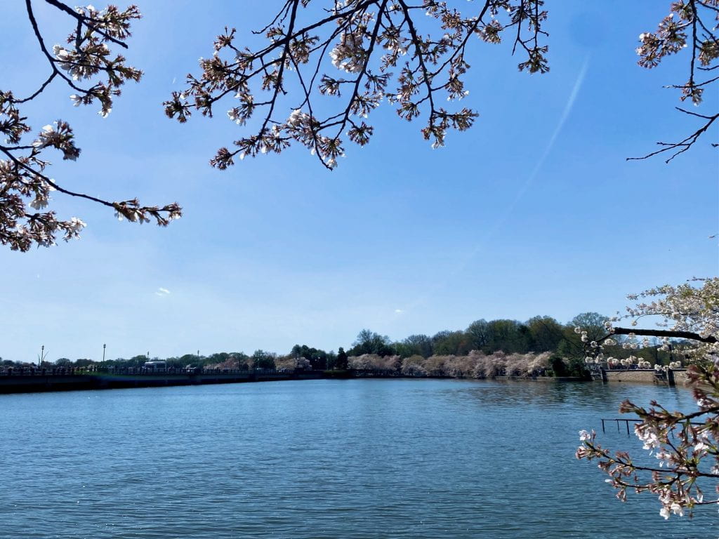 Tidal basin with cherry blossoms in bloom