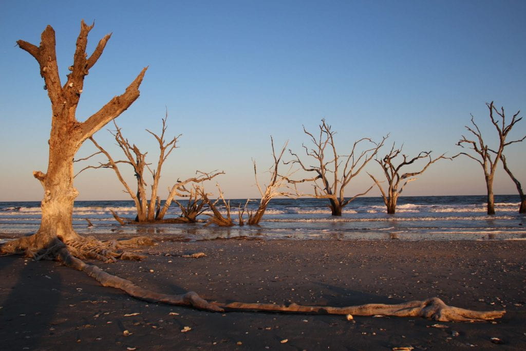 Leafless, dry tree stumps that have sprouted in the sand right where the sand and water meet on the beach
