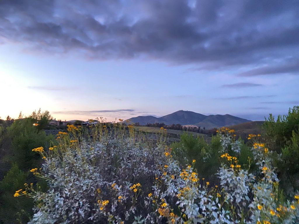 A view of fields and mountains at sunset with wildflowers in the foreground