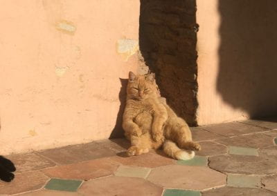 A fat orange tabby cat sits almost human-like, leaning against a wall in the sun