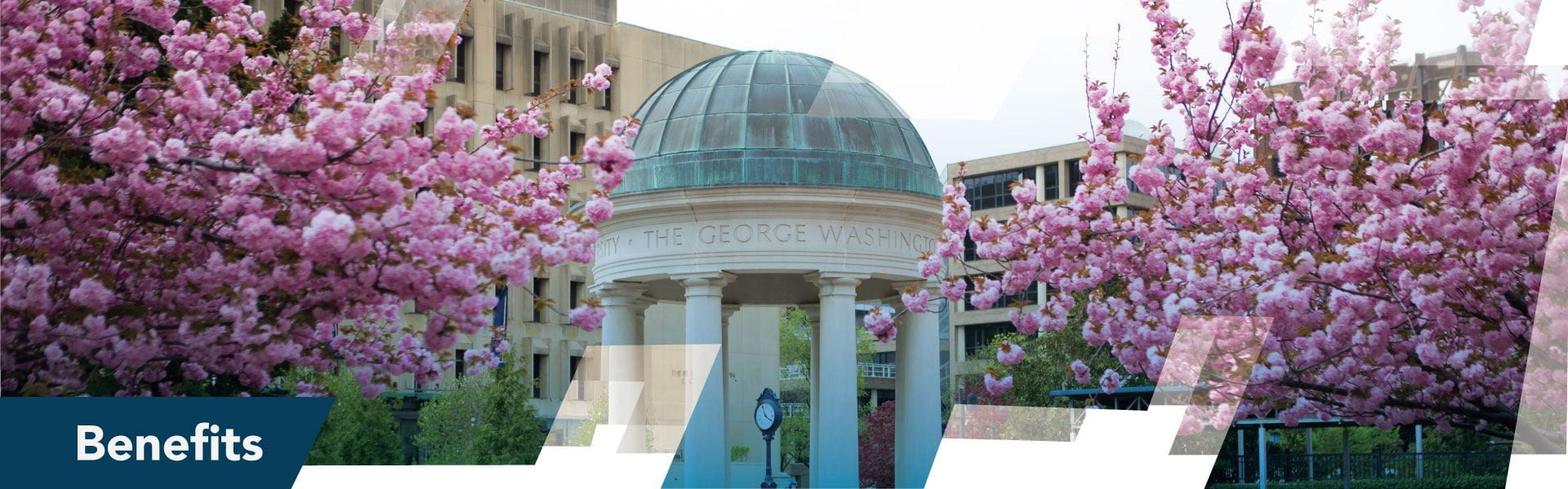 Image of cherry trees on GW Campus
