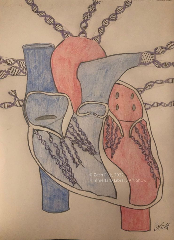 Colored pencil sketch of a human heart with DNA strands throughout.
