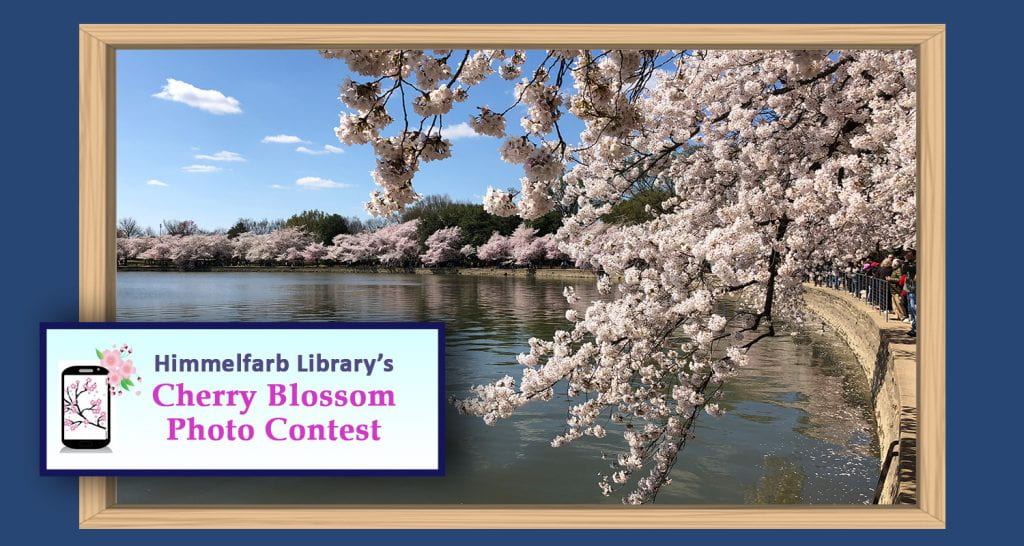Himmelfarb Library's Cherry Blossom Photo Contest
