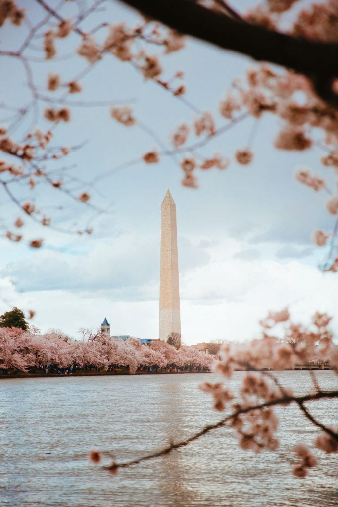 Photograph of the Washington Monument and blooming cherry blossom trees. 