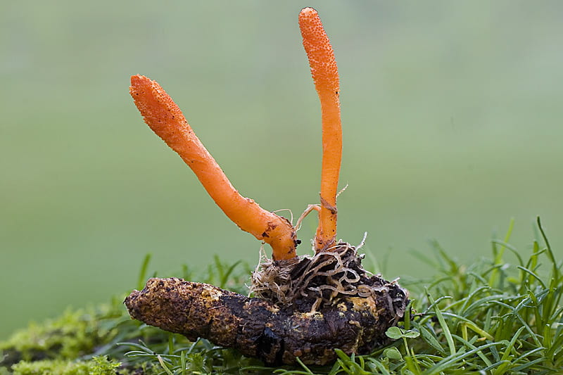 Picture of a Cordyceps