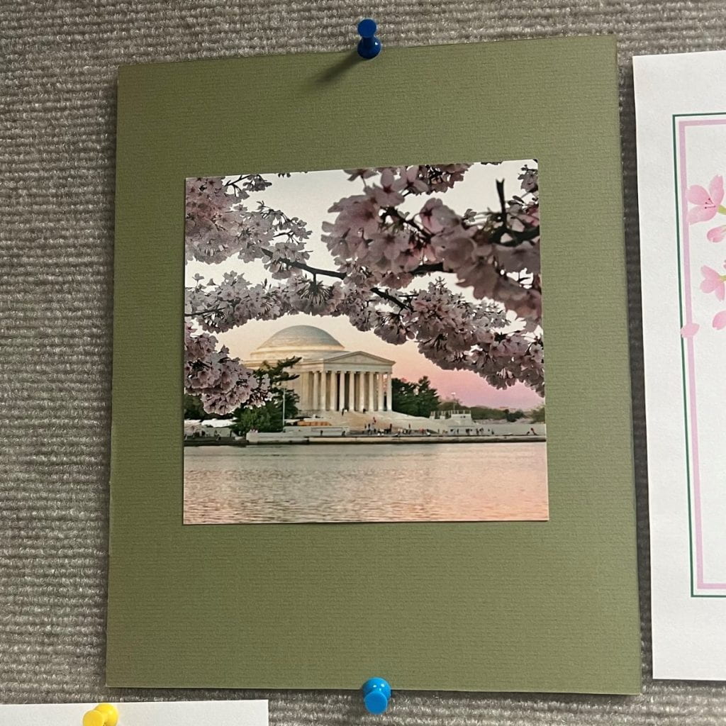 Cherry Blossoms framing The Jefferson Memorial.