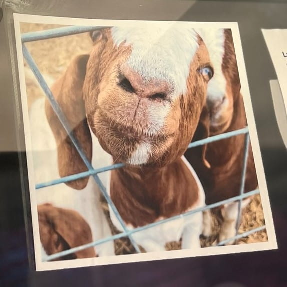 Close-up picture of a goat poking its nose through a fence.