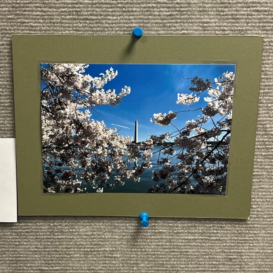 Cherry blossoms framing the Washington Monument.