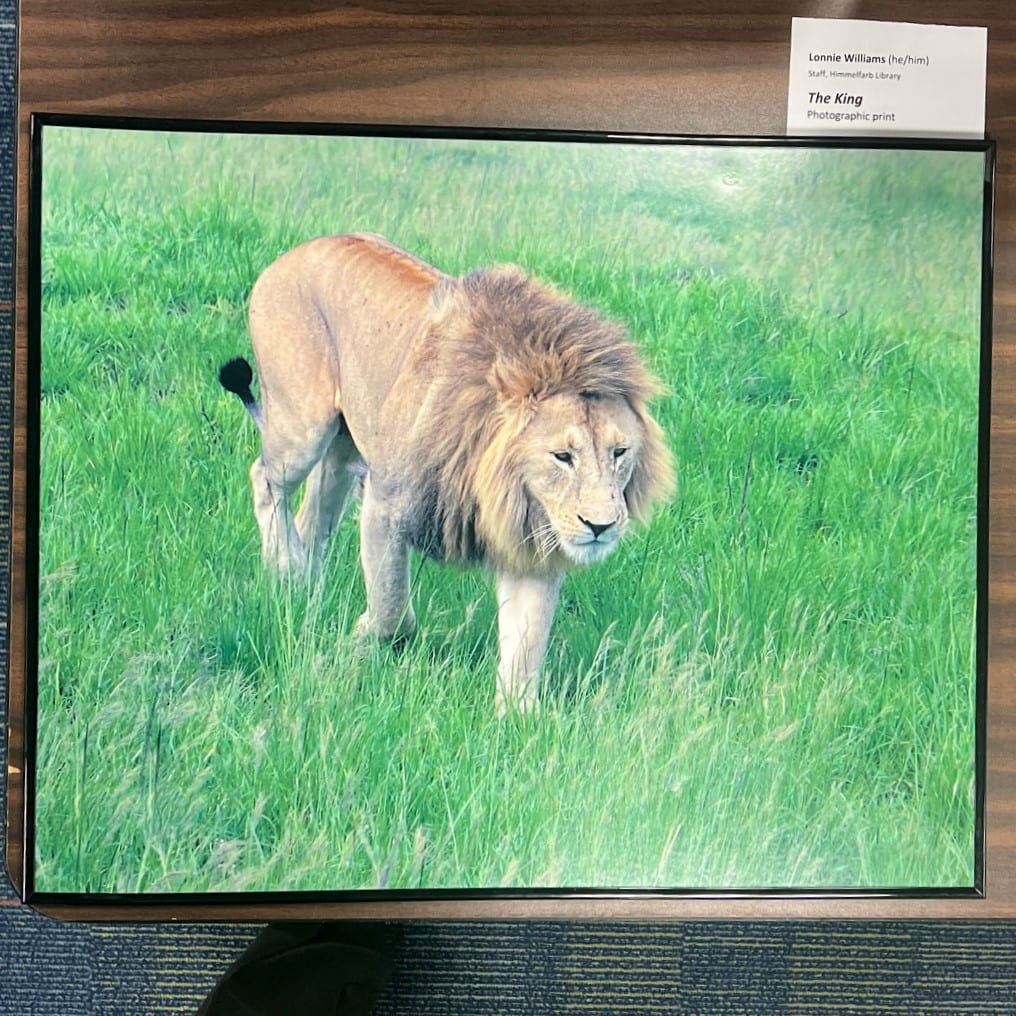 Picture of male lion walking through grass.