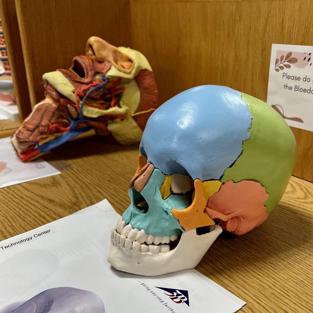 Picture of Skull Kit model.