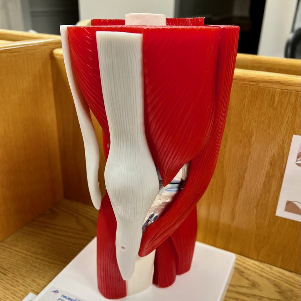 Picture of human knee joint model.