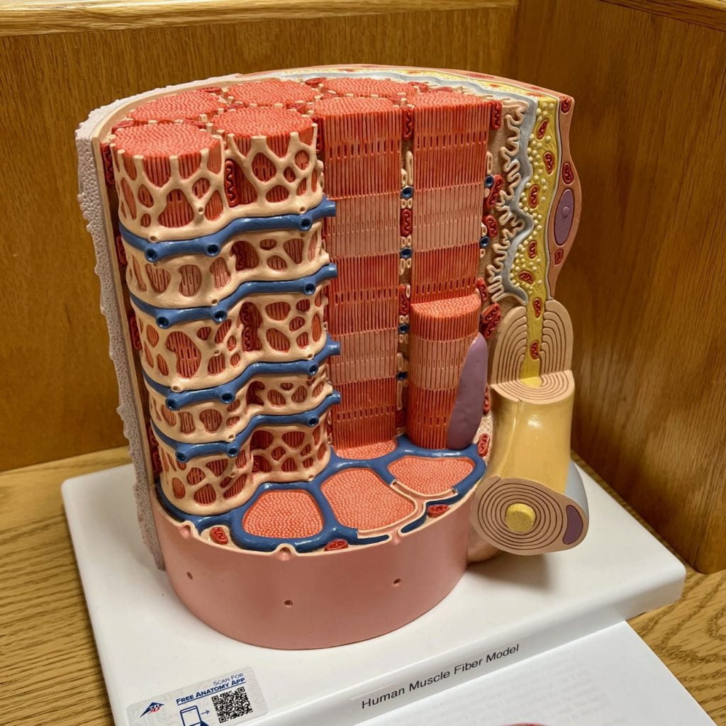 Picture of muscle fiber model.