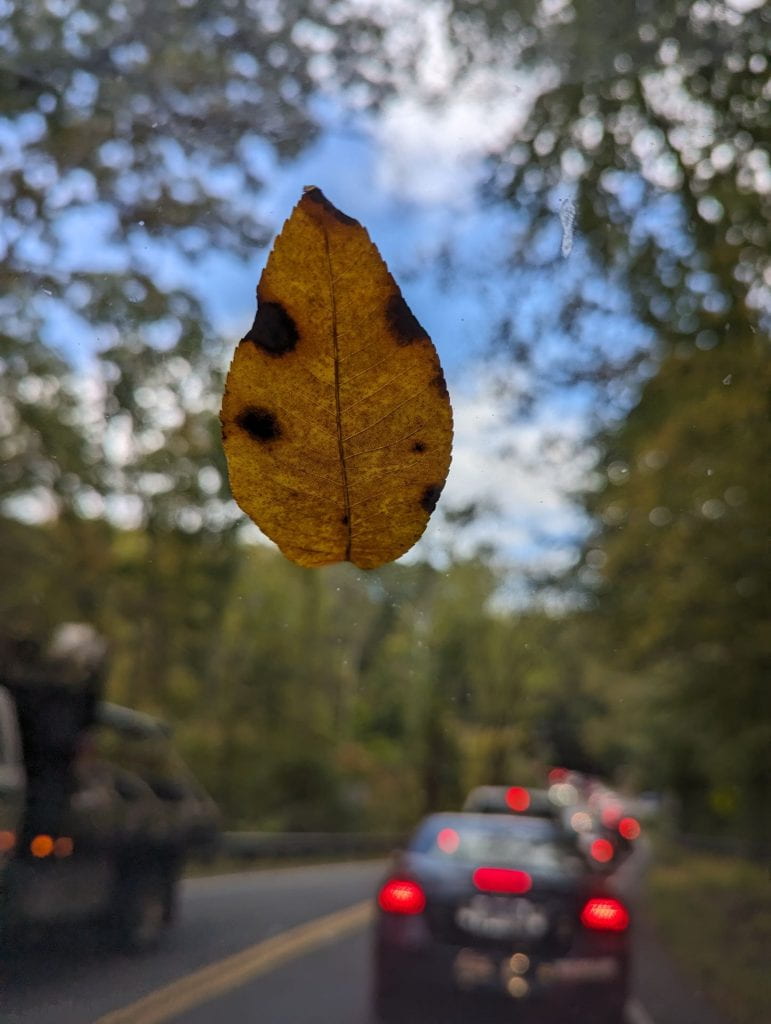 A yellow leaf in sharp detail with a line of cars with tail lights lit up in red in the blurred background.