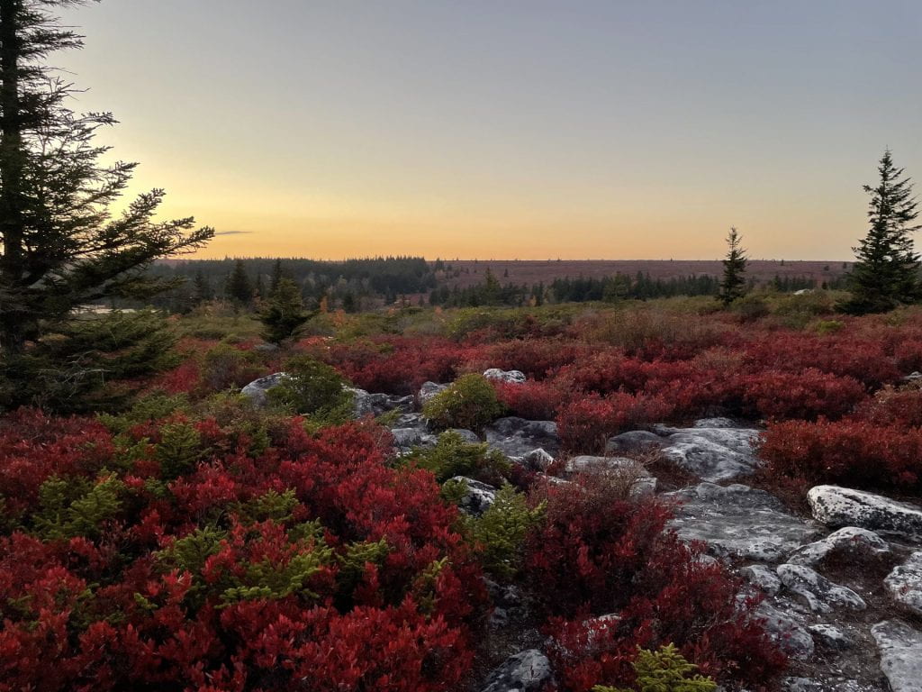 A river flowing through a forest with the Dolly Sods Wilderness in the background. 
