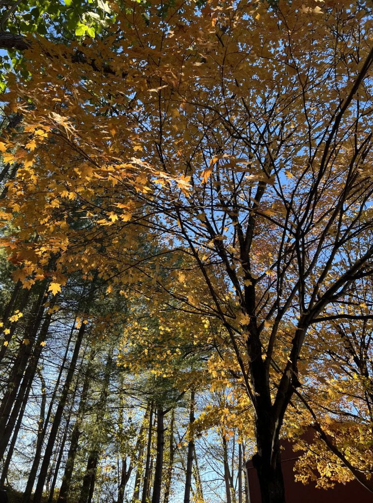 A group of trees with yellow leaves, set against a bright blue sky. 