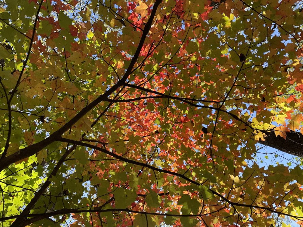 A tree with colorful red leaves in an outdoor setting during autumn.
