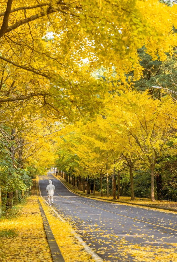A road flanked by trees with yellow leaves on either side. A person is walking on the side of the road.