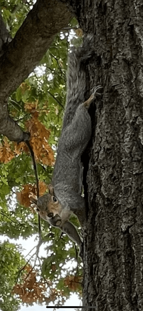 The image is of a grey squirrel perched on a tree branch in an outdoor setting.