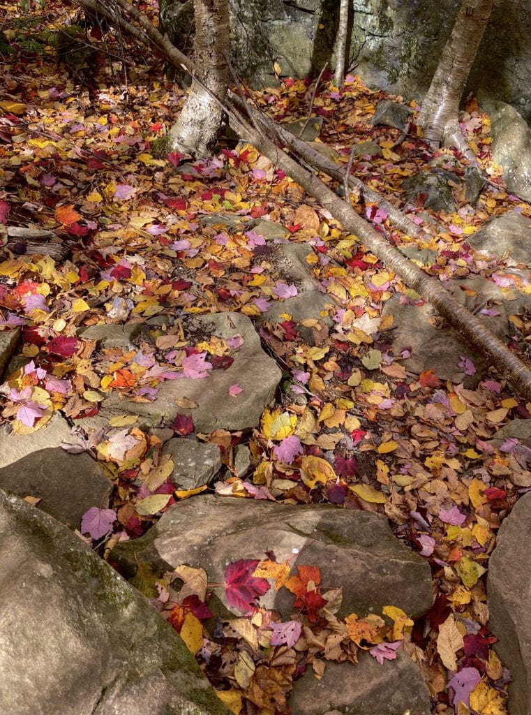 Colorful red, yellow, and orange leaves on a rocky path. Sunlight shines on the leaves with shadows throughout.