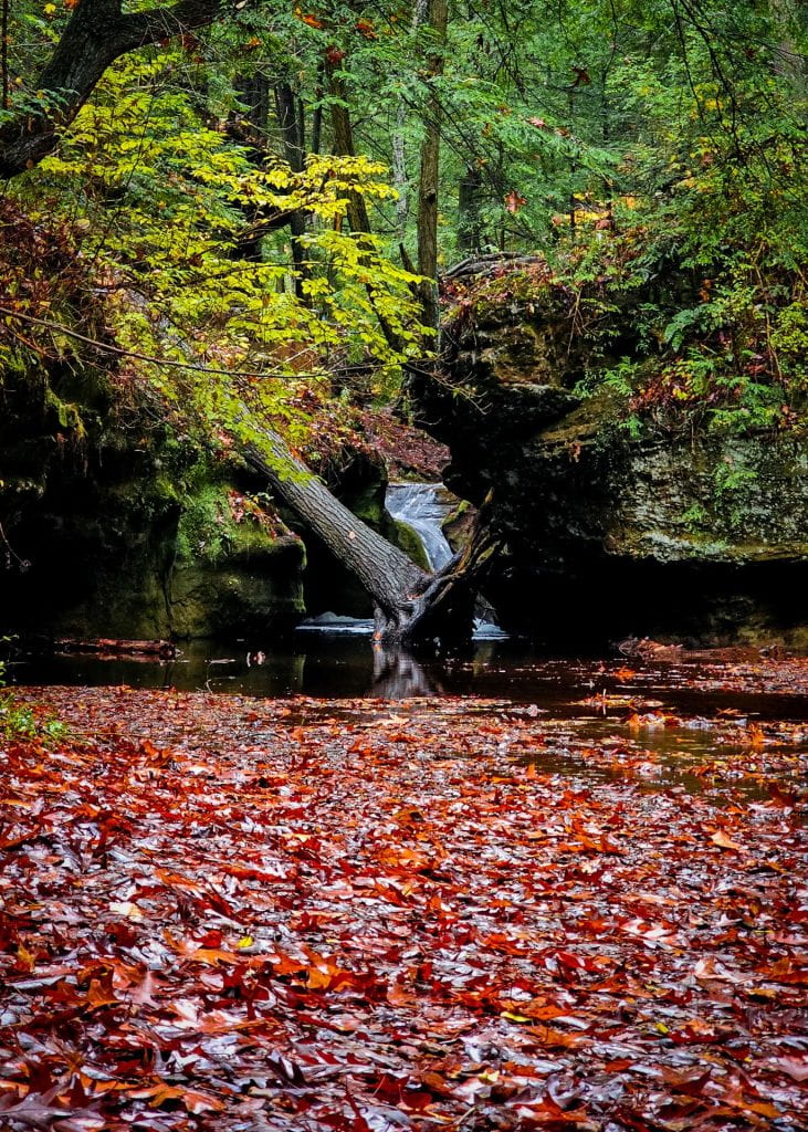 A stream with fall leaves. A tree had fallen over in front of a waterfall.