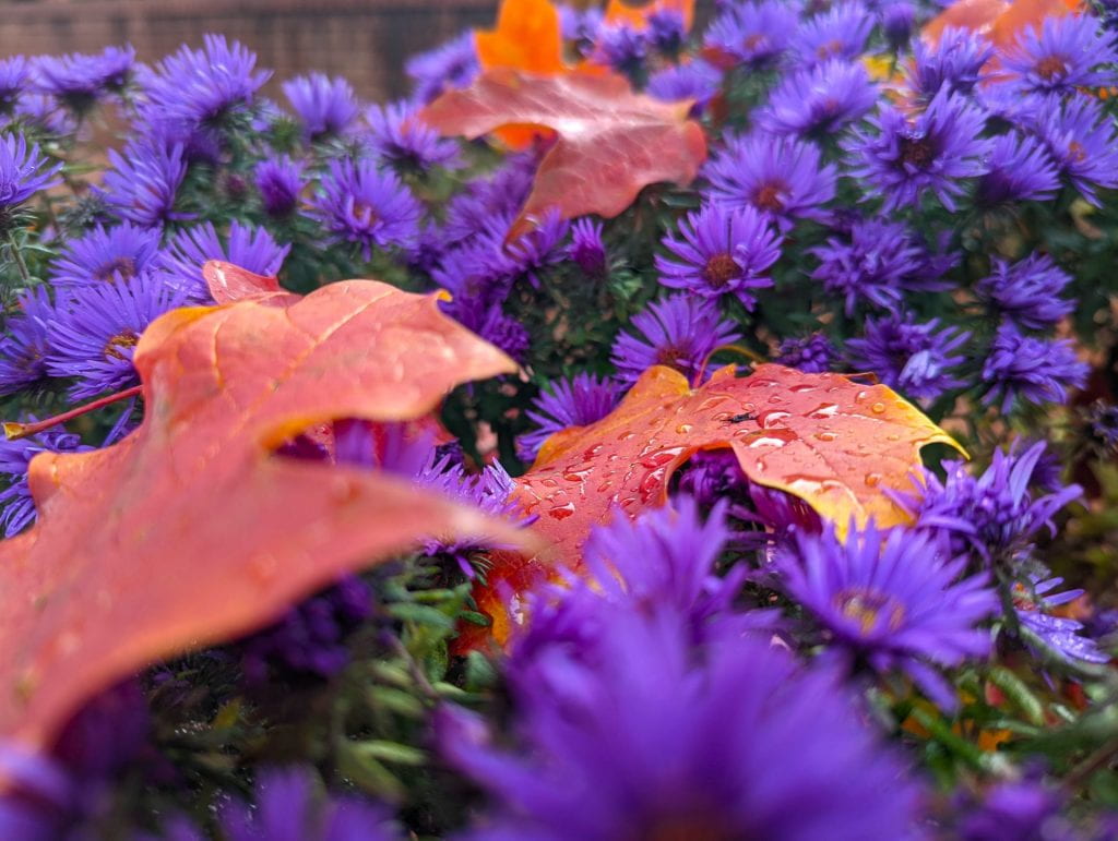 Colorful purple flowers with bright red fallen leaves laying on top. 