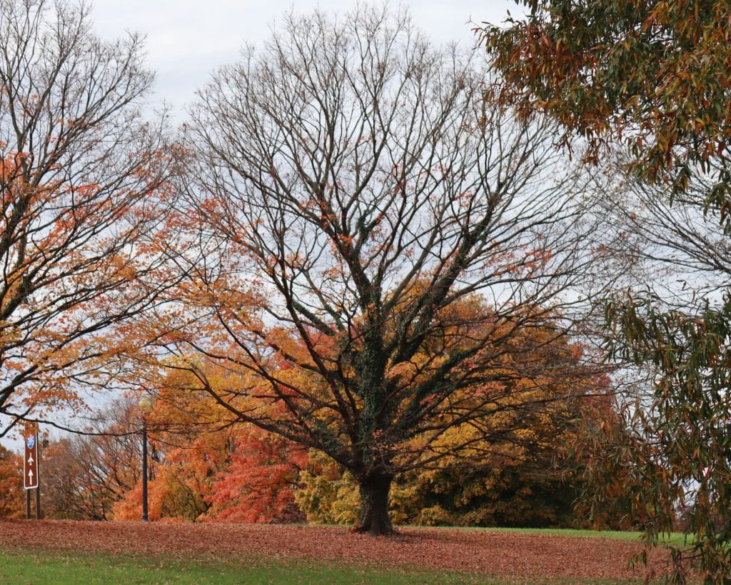 A photo of a tree with orange leaves in an outdoor setting, possibly in a park or field during the autumn season.