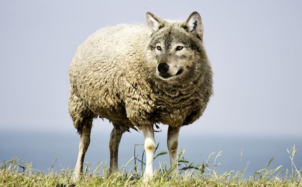 Image of a sheep's body with a wolf's head.