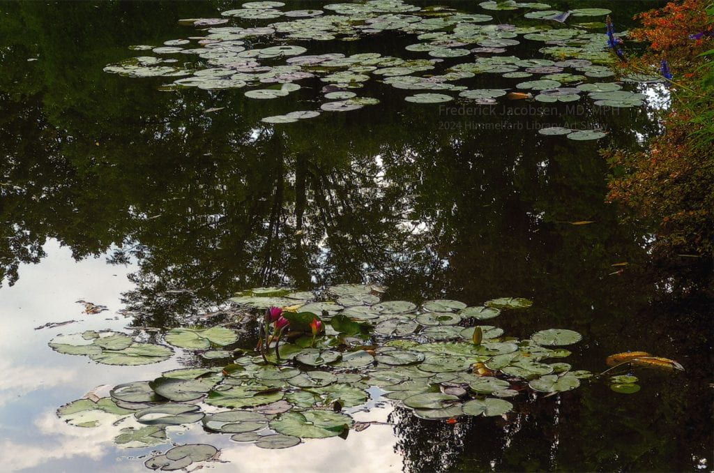 Photograph of water lilies on a pond with a reflection of sky in the water.