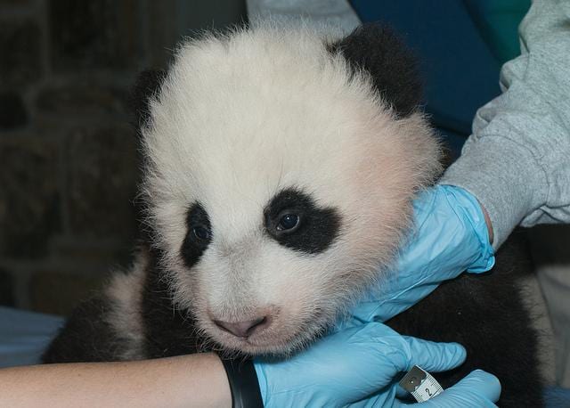 An online poll administered by the National Zoo chose Bao Bao as the name for its newest panda cub. Credit: Abby Wood, Smithsonian's National Zoo