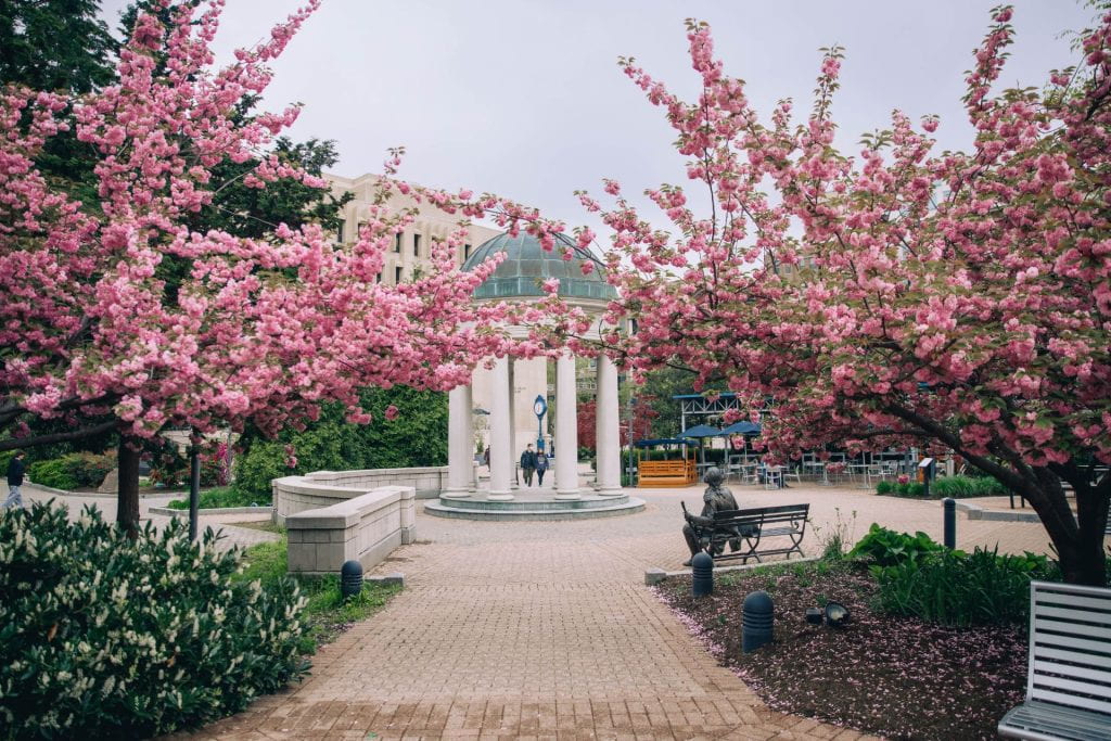 Kogan Plaza with cherry blossoms blooming