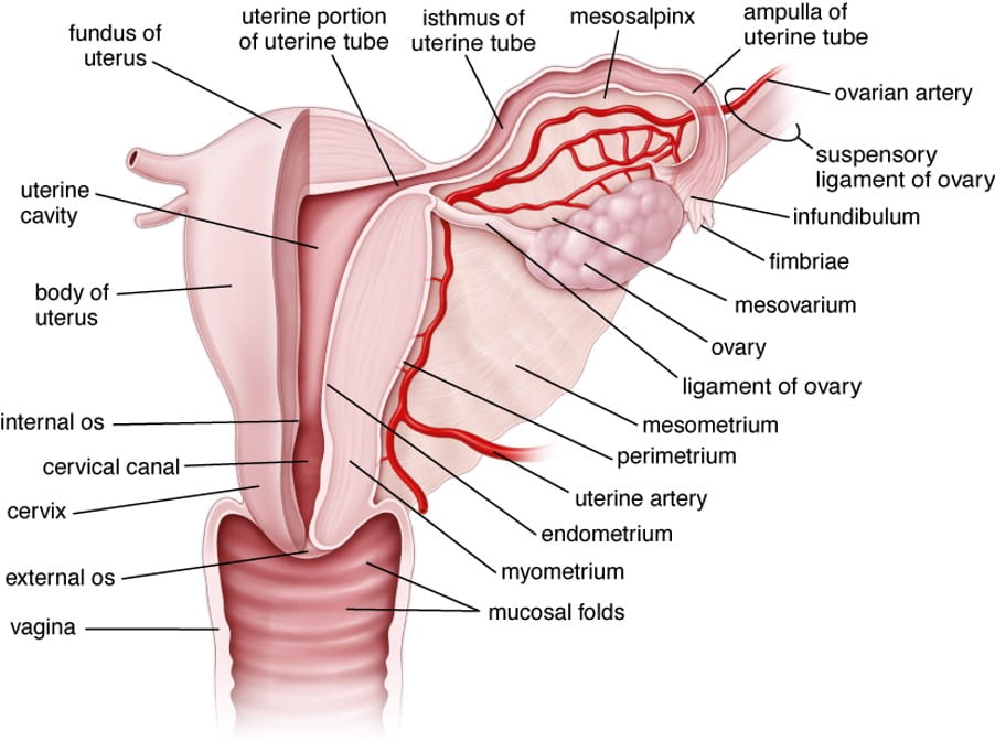 The Vagina - Structure - Function - Histology - TeachMeAnatomy