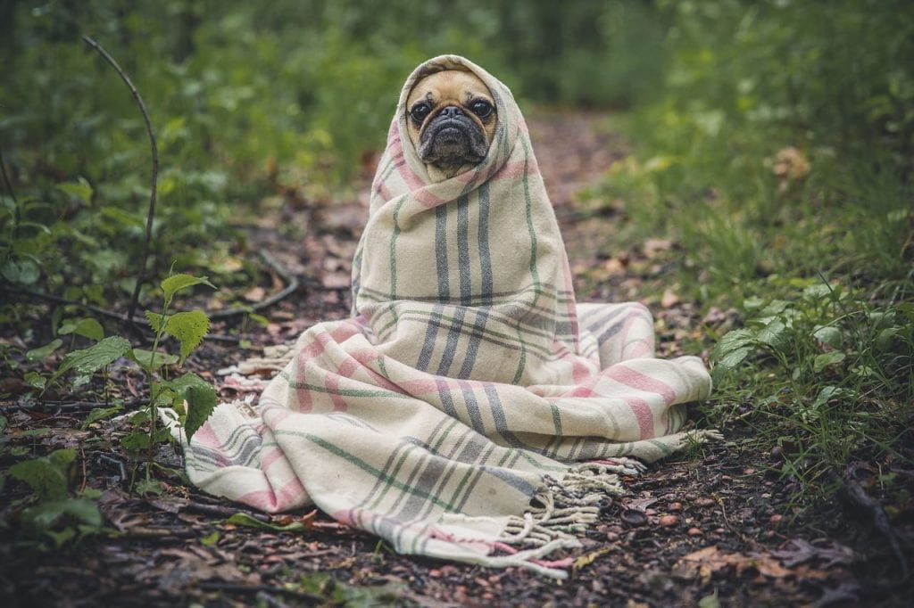 An adorable pug puppy in a blanket in the forest