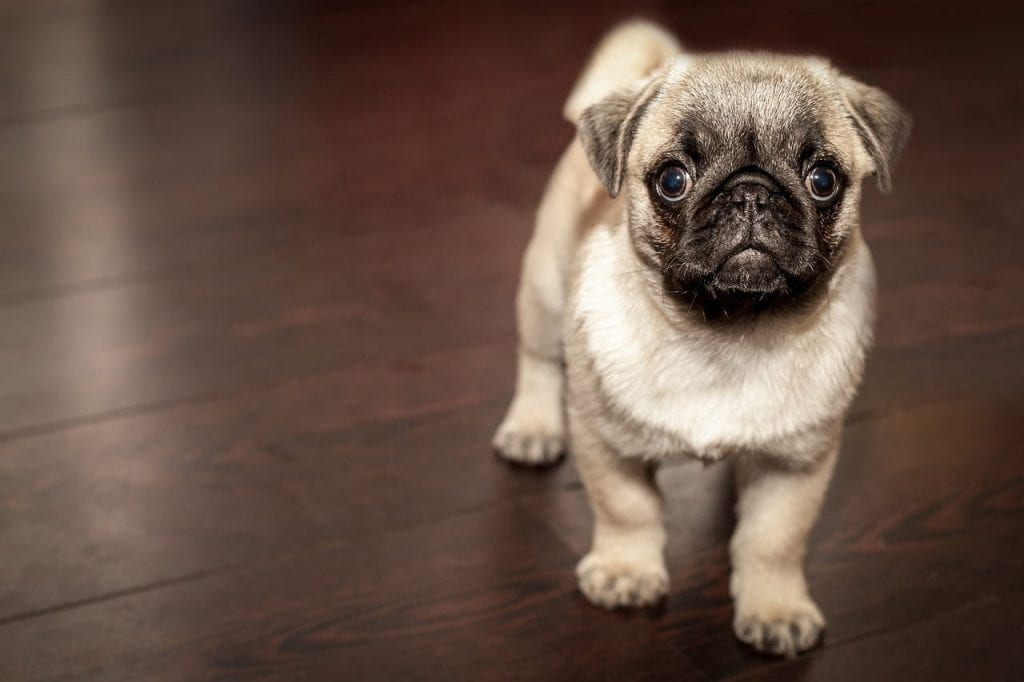 A pug puppy stares up