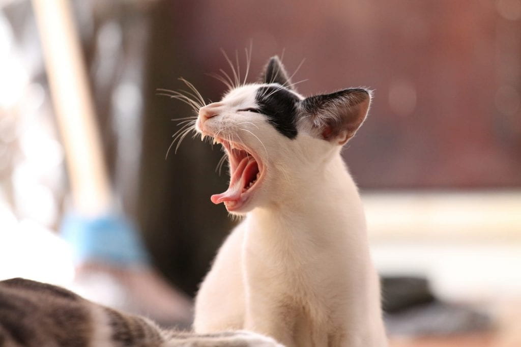 A black & white kitten yawns
