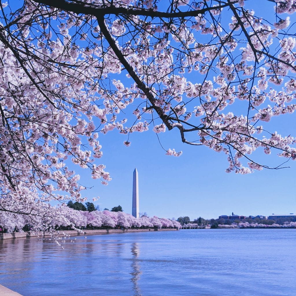 Washington, DC ; Washington Monument Cherry Blossoms